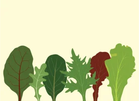 Diverse Leafy Greens and Lettuce Varieties Minimalist Vegetable Clipart Collection