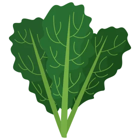 Fresh Green Kale Leaves Clipart Illustration - Nutritious Leafy Vegetable Graphic