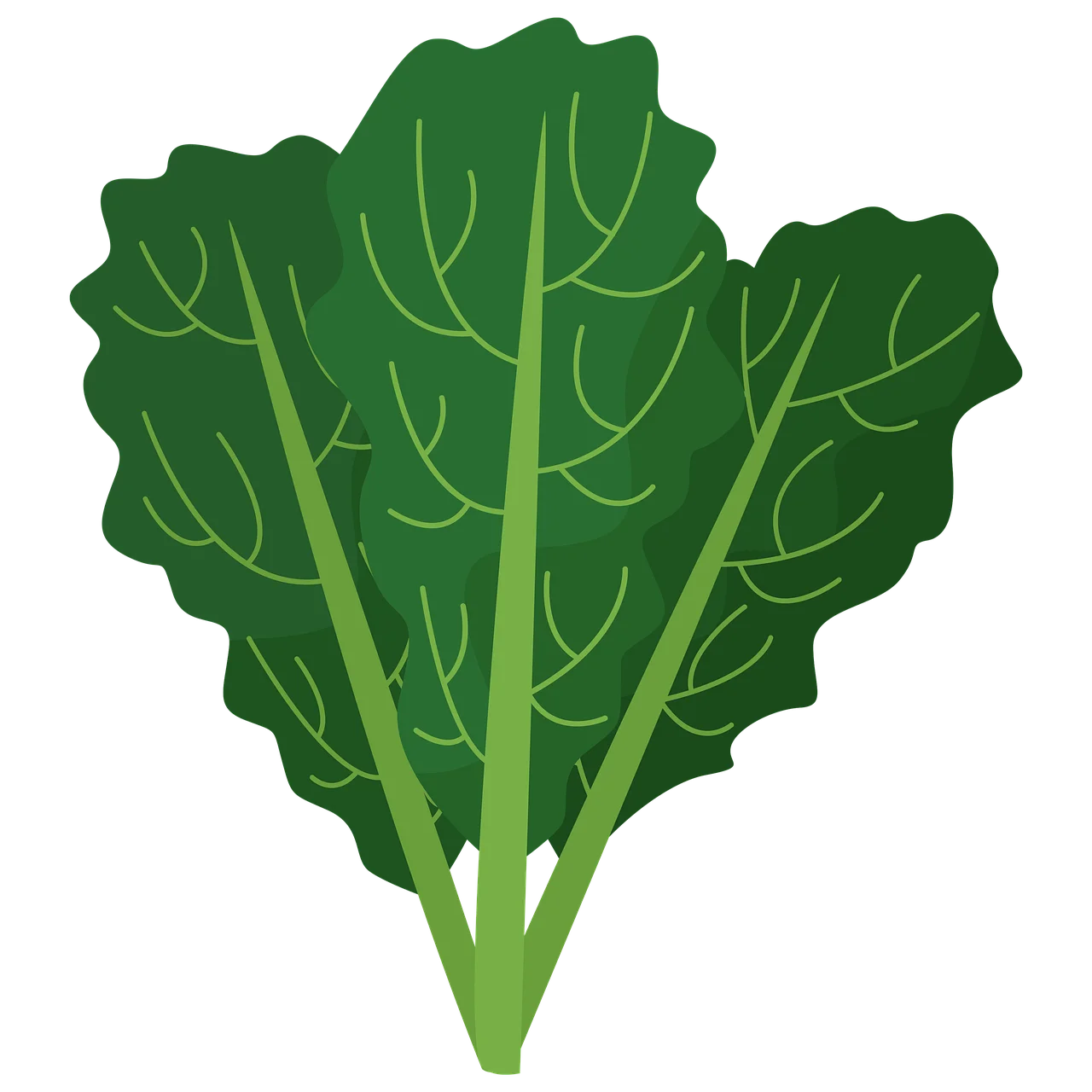 Fresh Green Kale Leaves Clipart Illustration - Nutritious Leafy Vegetable Graphic