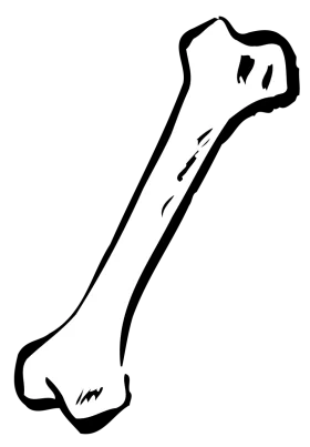 Anatomical Long Bone Sketch Clipart - Minimalist Medical Illustration Design