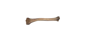 Realistic Anatomical Human Femur Bone Clipart Illustration with Detailed Texture