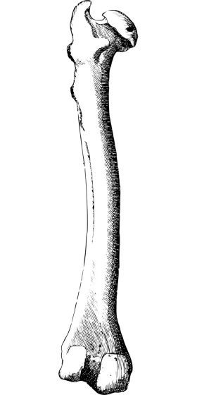 Vintage Anatomical Sketch of Human Femur Bone Medical Clipart Illustration