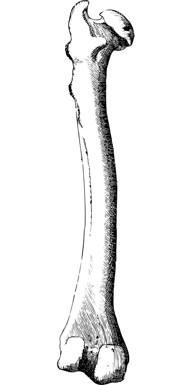 Vintage Anatomical Sketch of Human Femur Bone Medical Clipart Illustration