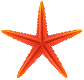 Radiant Orange Sea Star Clipart: A Symmetrical Marine Creature Illustration