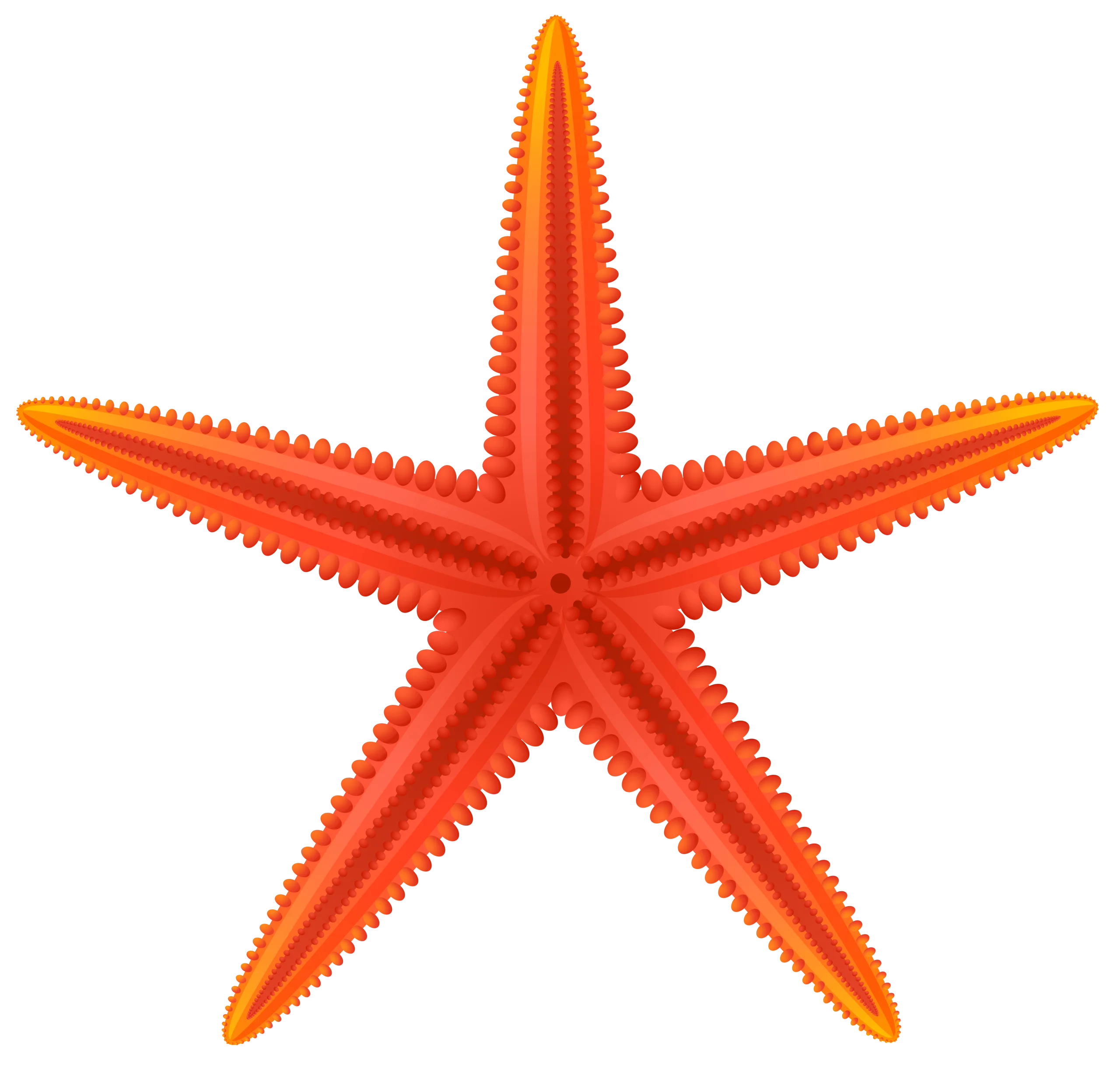 Radiant Orange Starfish Clipart - Marine Life Illustration with Symmetrical Design