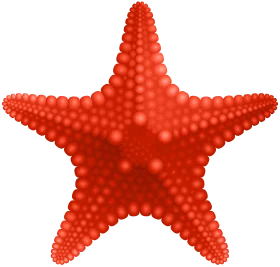 Detailed Red Starfish Clipart with Textured Surface and Radiant Coral Hue