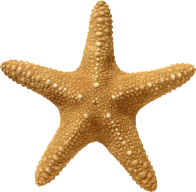 Golden Textured Starfish Clipart: Intricate Marine Life Illustration with Detailed Surface