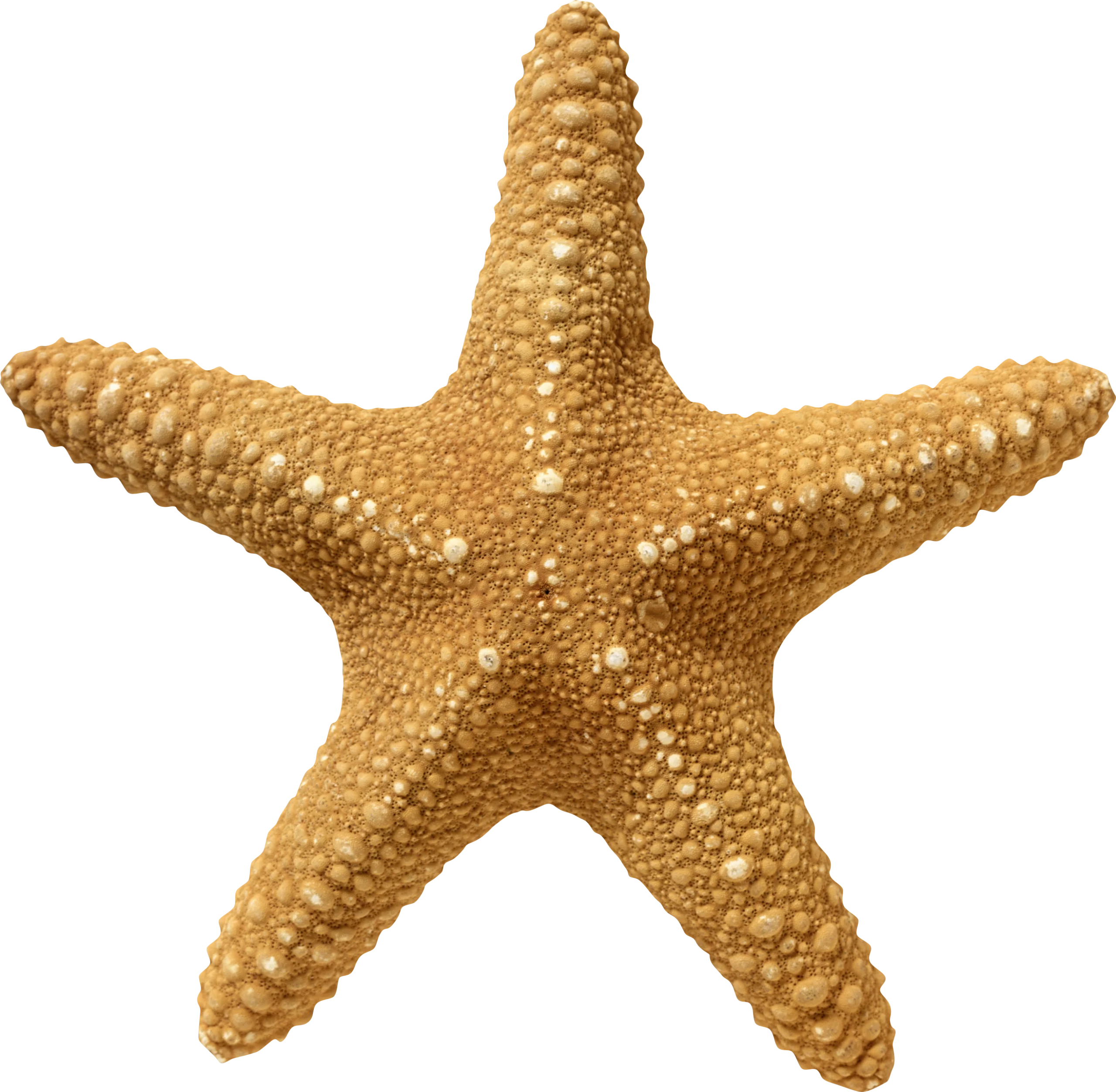 Golden Textured Starfish Clipart: Intricate Marine Life Illustration with Detailed Surface