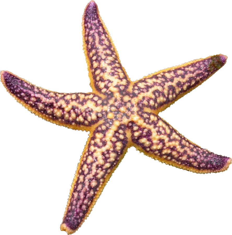 Detailed Coastal Marine Life Starfish Clipart Illustration with Textured Pattern