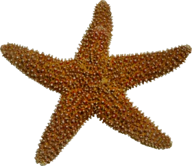 Detailed Nautical Marine Life Starfish Clipart Illustration with Textured Surface
