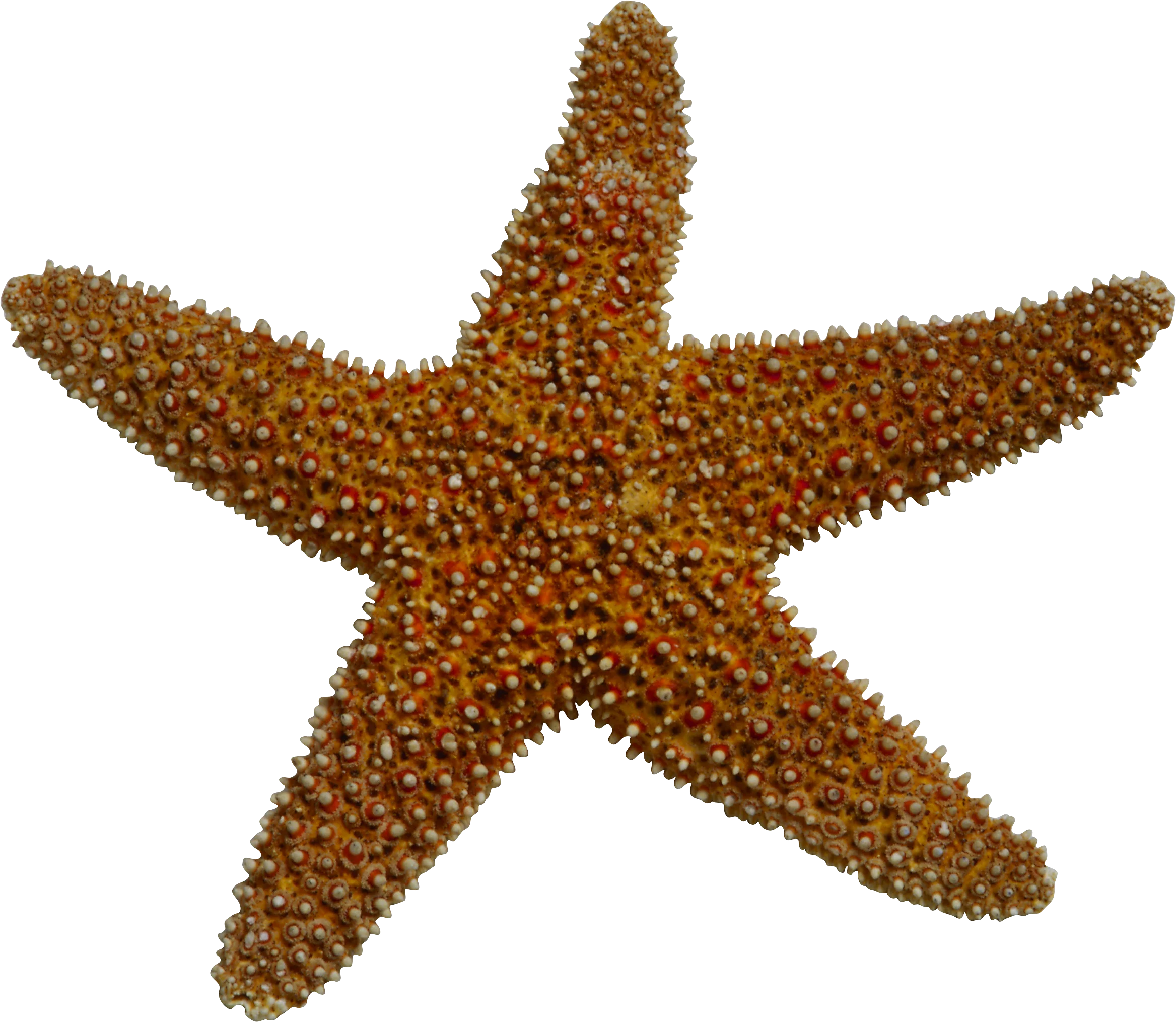 Detailed Nautical Marine Life Starfish Clipart Illustration with Textured Surface