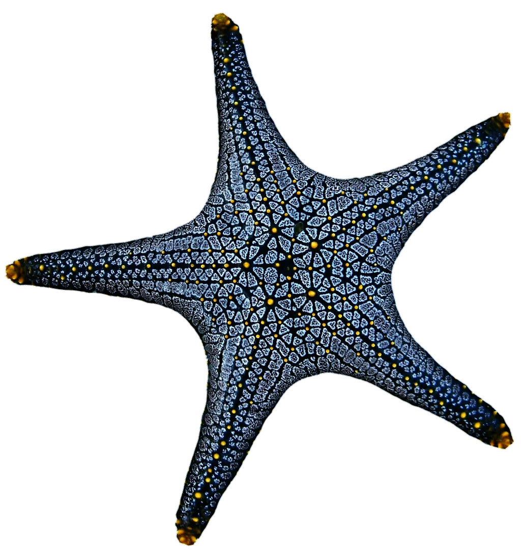 Intricate Blue Marine Life Starfish Detailed Scientific Clipart Illustration