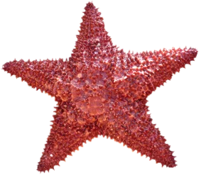 Radiant Red Caribbean Sea Star Marine Life Clipart Illustration