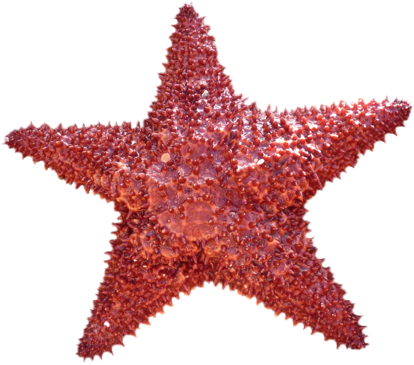 Radiant Red Caribbean Sea Star Marine Life Clipart Illustration