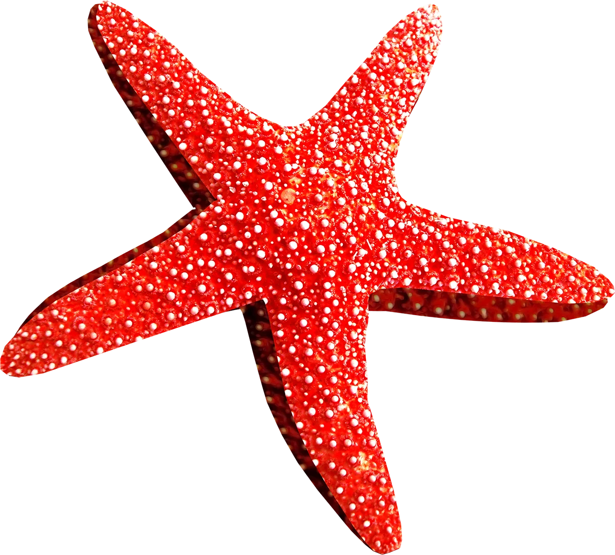 Radiant Red Sea Star Clipart with Intricate Textural White Dot Patterns