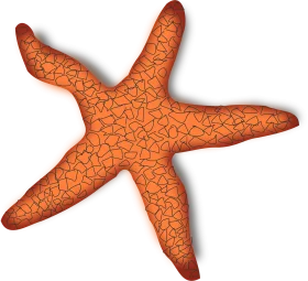 Realistic Orange Starfish Clipart with Textured Surface and Distinct Arm Shape