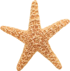 Textured Golden Starfish Clipart: Intricate Marine Life Illustration with Detailed Surface