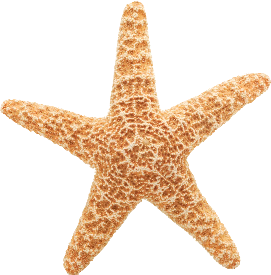 Textured Golden Starfish Clipart: Intricate Marine Life Illustration with Detailed Surface