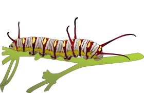 Colorful Monarch Caterpillar Larvae Realistic Nature Clipart Illustration