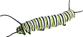 Detailed Black and Green Striped Caterpillar Clipart Illustration Design