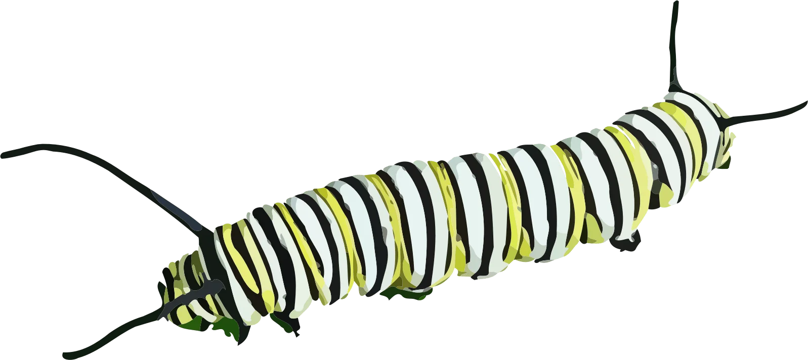 Detailed Black and Green Striped Caterpillar Clipart Illustration Design