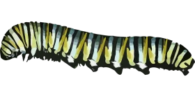 Monochromatic Monarch Butterfly Caterpillar Detailed Clipart Illustration