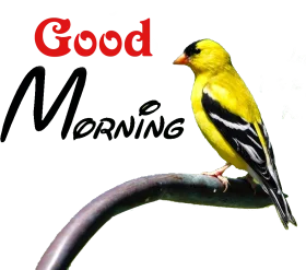 Cheerful Yellow Finch Perched on Branch - Good Morning Clipart Design
