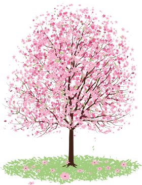Blossoming Cherry Tree Clipart with Soft Pink Flowering Branches and Grass