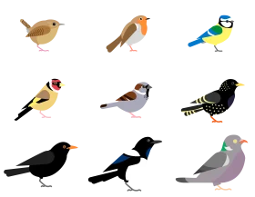 Adorable British and European Garden Birds Digital Illustration Clipart Collection