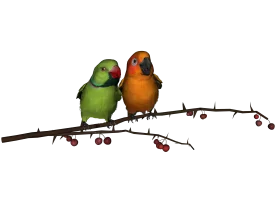 Charming Lovebirds Perched on Berry-Laden Branch Watercolor Clipart Illustration