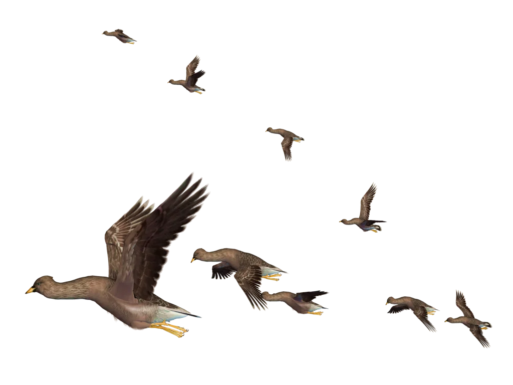 Elegant Migration: Wild Geese in Flight Watercolor Clipart Illustration