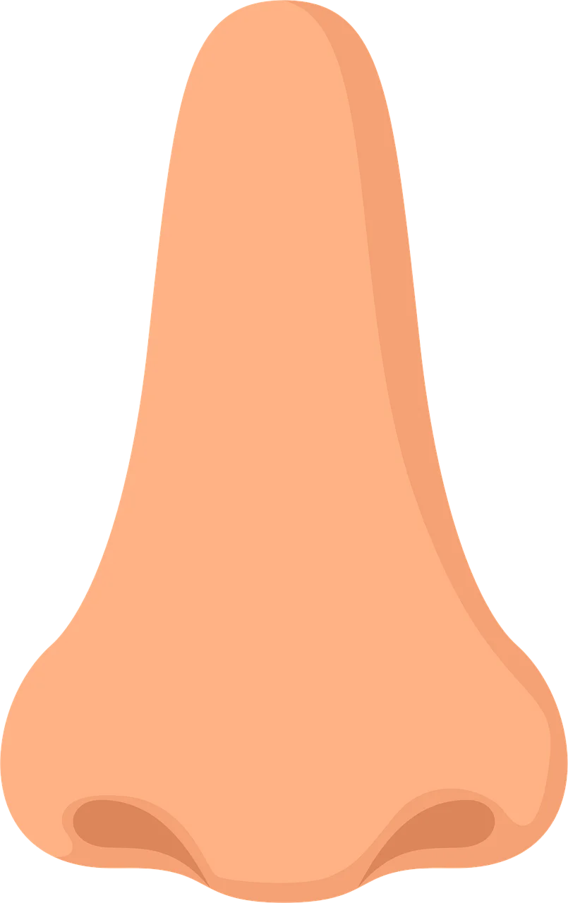 Simple Peach-Toned Human Nose Clipart Illustration with Soft Contours