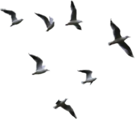 Soaring Silhouettes: Graceful Birds in Flight Clipart Design