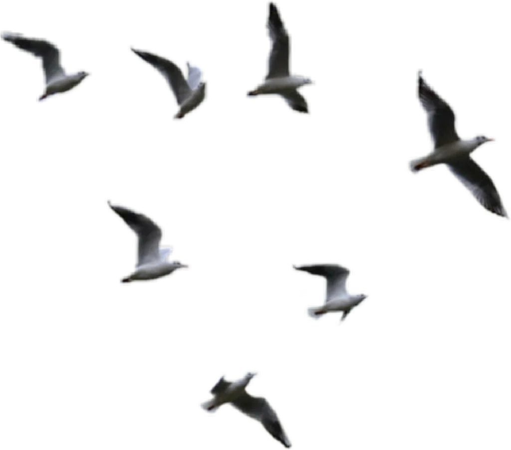 Soaring Silhouettes: Graceful Birds in Flight Clipart Design