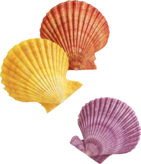 Colorful Seashell Clipart Collection: Elegant Ocean-Inspired Design Elements