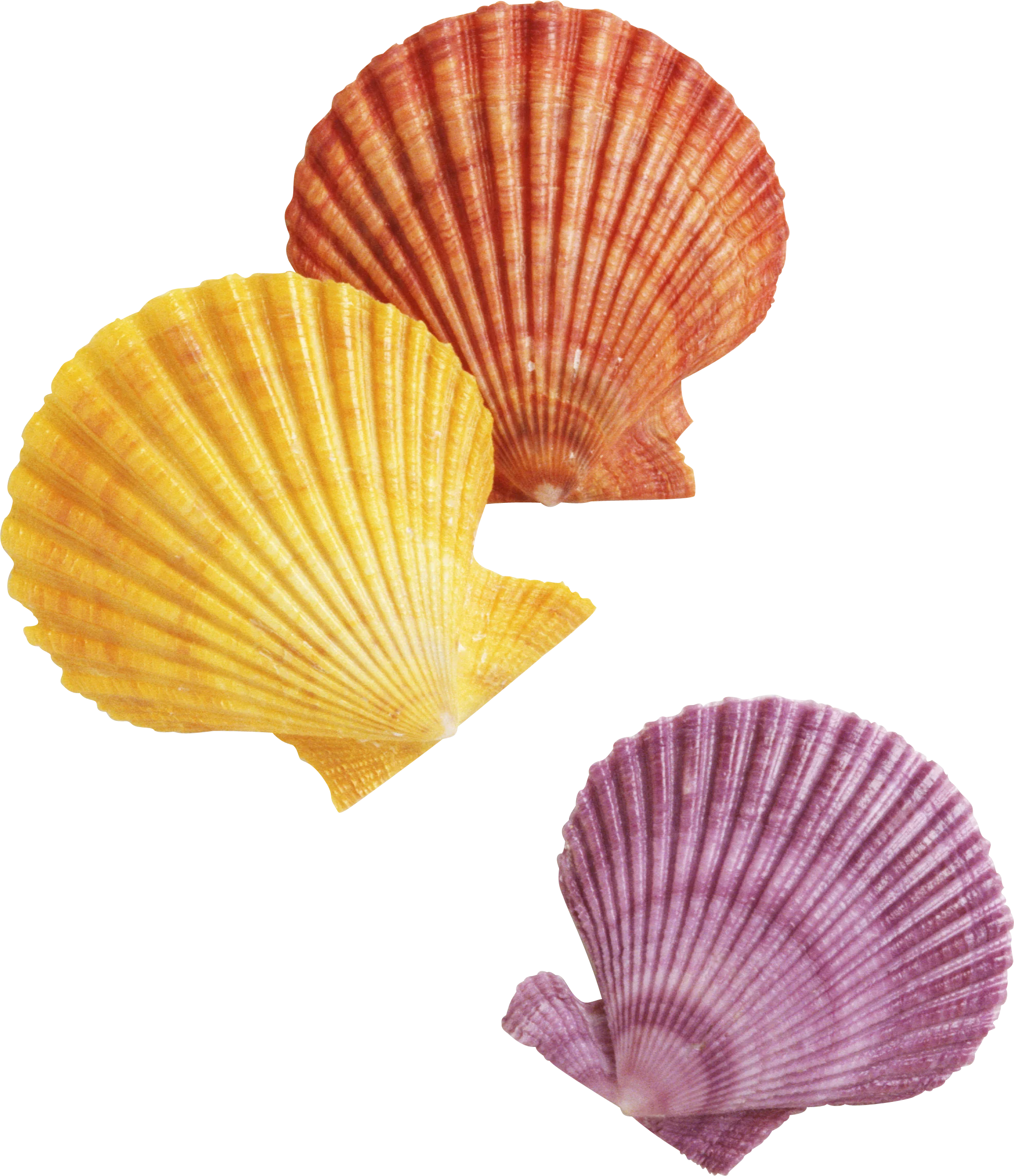Colorful Seashell Clipart Collection: Elegant Ocean-Inspired Design Elements