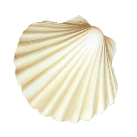 Elegant Ivory Seashell Clipart: Delicate Fan-Shaped Marine Treasure with Soft Curves