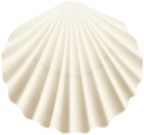 Elegant Ivory Seashell Clipart with Smooth Radial Symmetry and Delicate Ridges