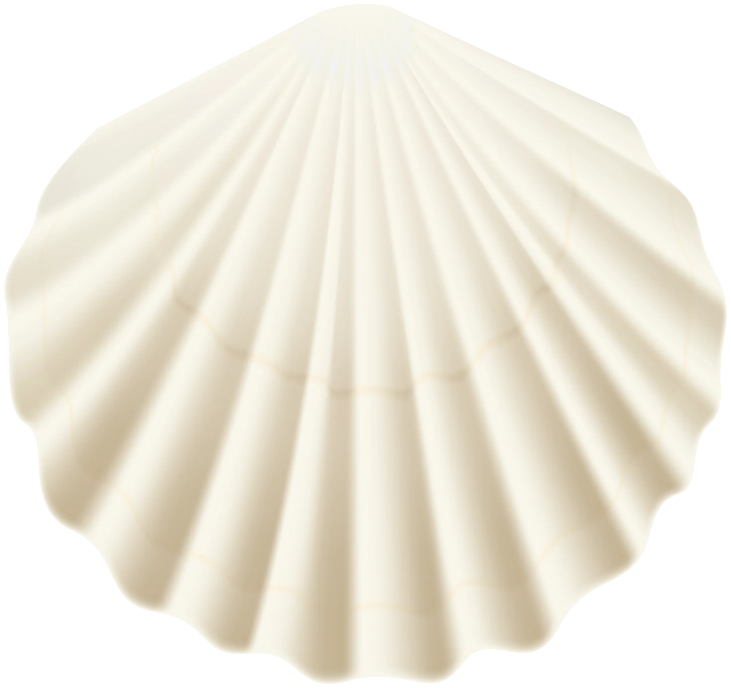 Elegant Ivory Seashell Clipart with Smooth Radial Symmetry and Delicate Ridges