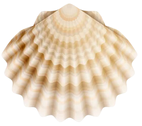 Elegant Seashell Clipart Depicting Soft Radial Symmetry and Delicate Textural Waves