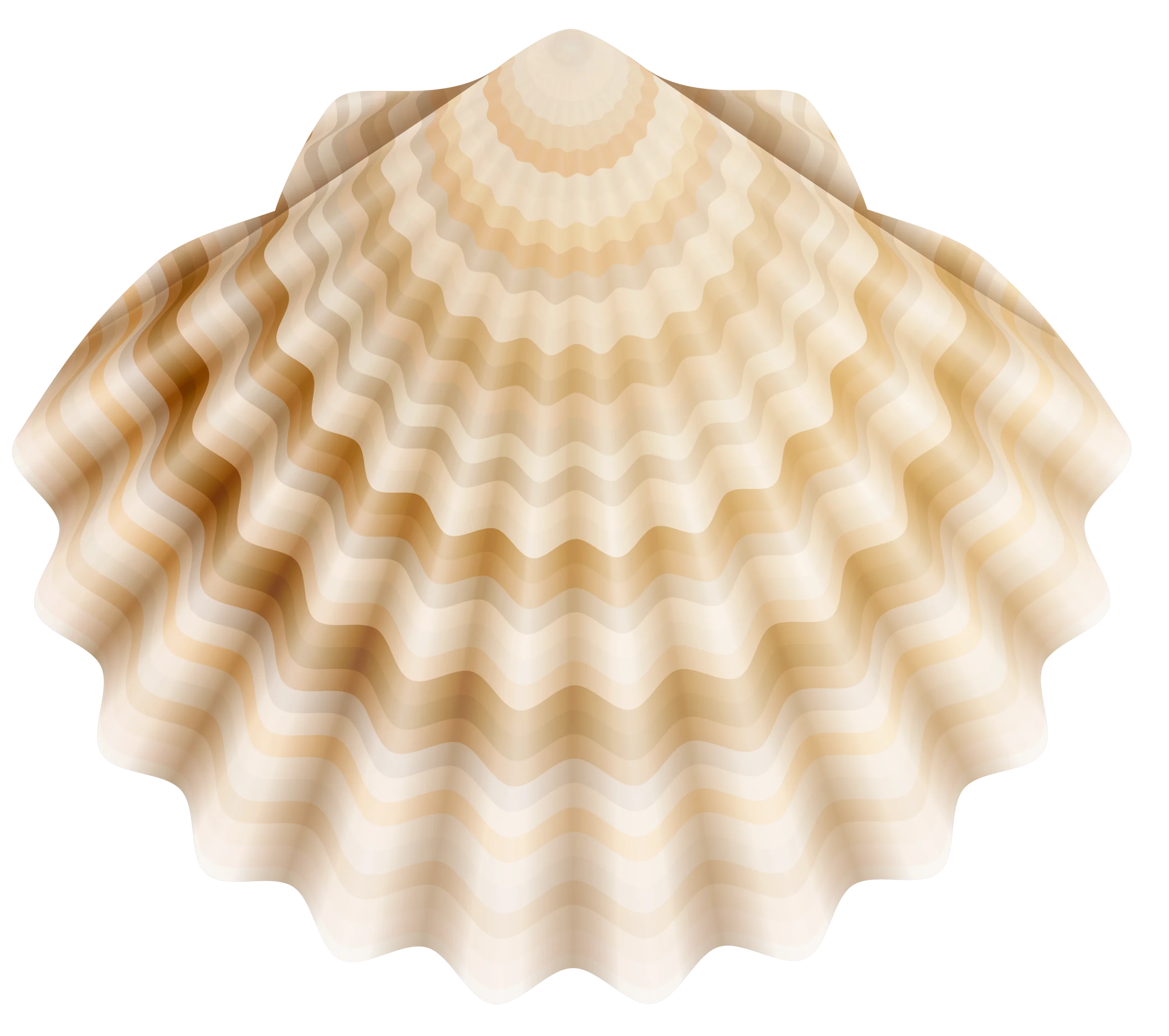 Elegant Seashell Clipart Depicting Soft Radial Symmetry and Delicate Textural Waves