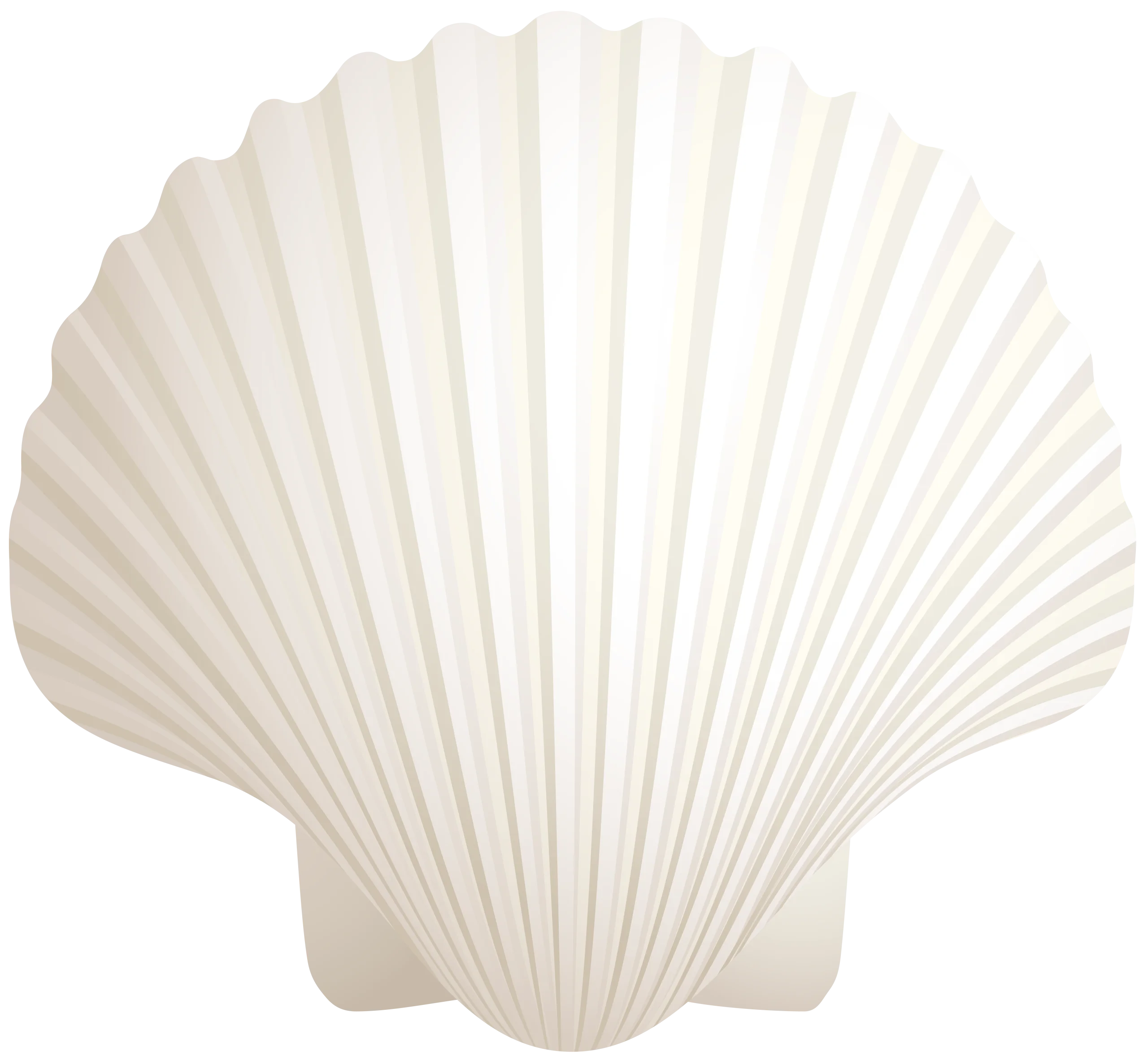 Elegant White Seashell Clipart - Pristine Scallop Shell Illustration Design