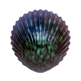 Iridescent Scallop Shell Clipart with Mesmerizing Blue-Green Color Gradient