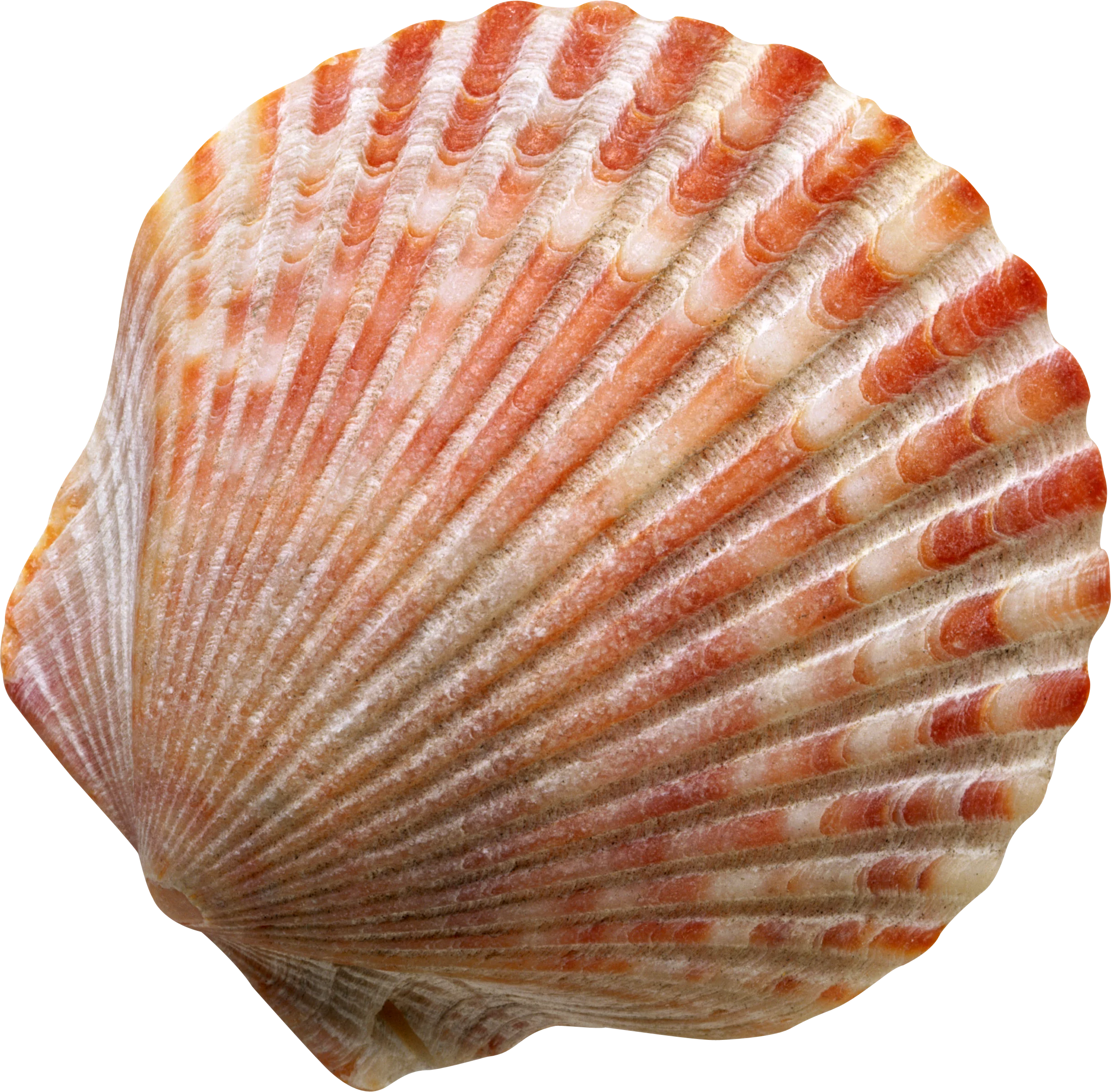 Radiant Coral and Cream Scallop Seashell Clipart Illustration
