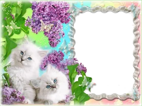 Adorable Fluffy White Kittens Nestled Amidst Dreamy Lilac Flower Clipart Frame