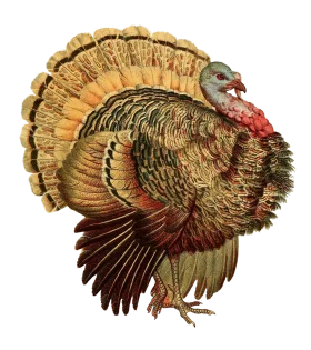 Vintage Thanksgiving Turkey Clipart with Intricate Feather Details and Rustic Charm