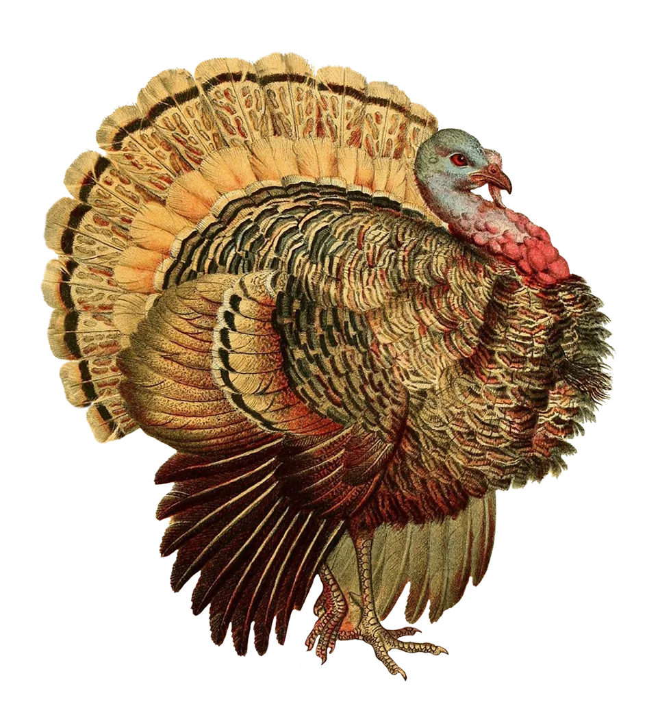 Vintage Thanksgiving Turkey Clipart with Intricate Feather Details and Rustic Charm