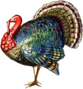 Vintage Thanksgiving Turkey Clipart with Iridescent Feathered Plumage and Regal Stance