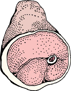 Vintage Anatomical Cross-Section of Cooked Pork Meat Clipart Illustration