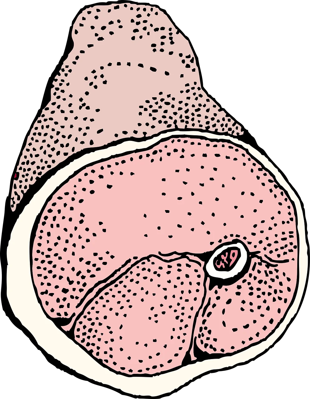 Vintage Anatomical Cross-Section of Cooked Pork Meat Clipart Illustration